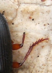Piccolo Carabidae - Pseudoophonus rufipes